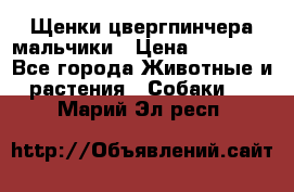 Щенки цвергпинчера мальчики › Цена ­ 25 000 - Все города Животные и растения » Собаки   . Марий Эл респ.